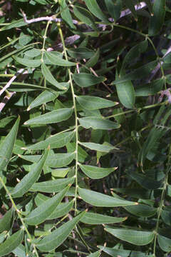 Image of western soapberry