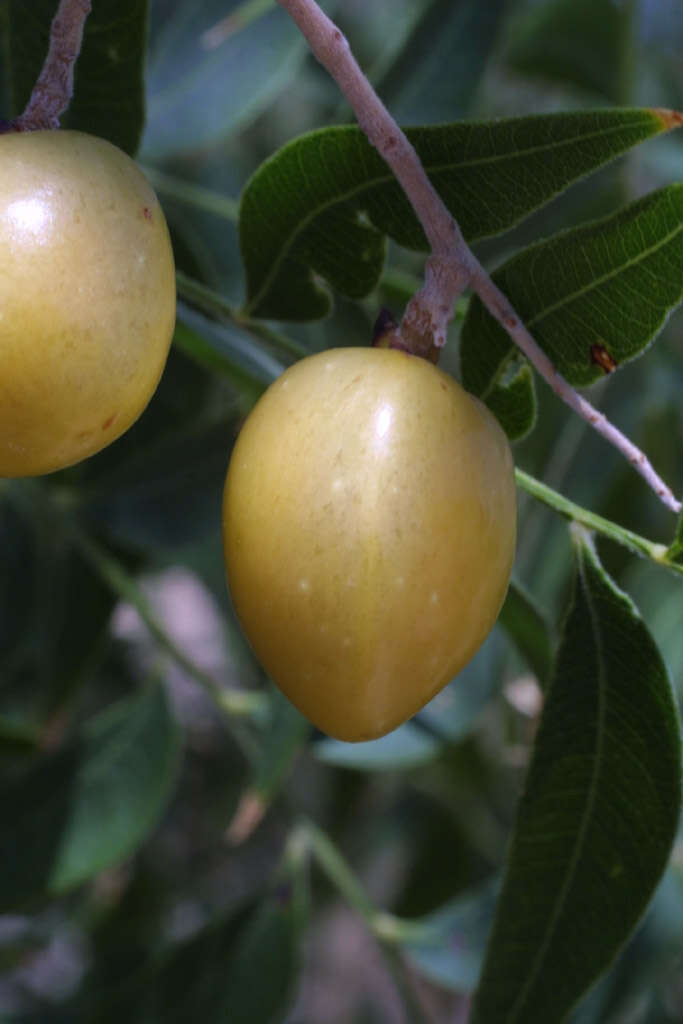 Image of western soapberry