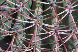 Image of barrel cactus