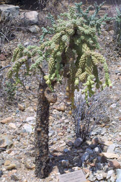 Image of Chollas