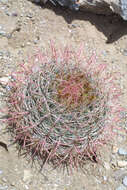 Image of barrel cactus