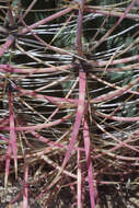 Image of barrel cactus