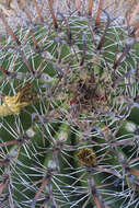Image of barrel cactus