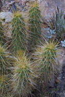 Plancia ëd Echinocereus nicholii (L. D. Benson) B. D. Parfitt