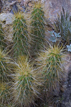 Image of Nichol's hedgehog cactus