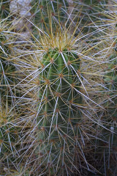 Image de Echinocereus nicholii (L. D. Benson) B. D. Parfitt