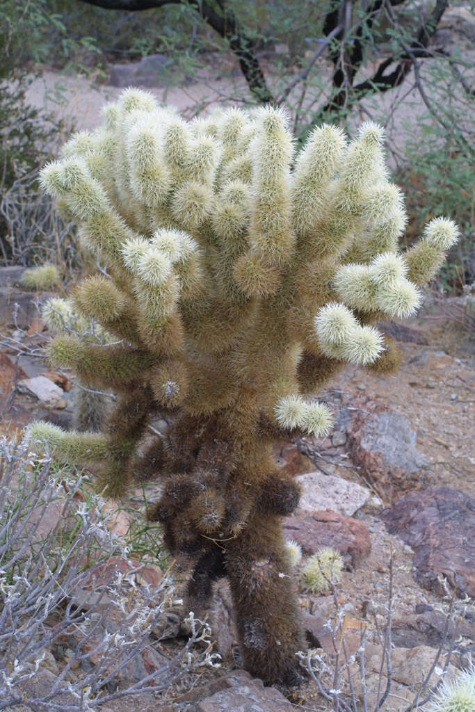 Image of Chollas