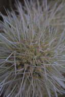 Image de Cylindropuntia