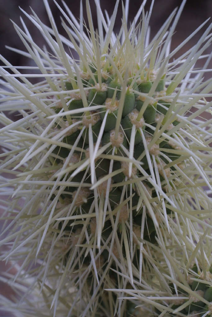 Image de Cylindropuntia