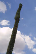 Image of Agave vilmoriniana A. Berger