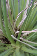 Image of Agave vilmoriniana A. Berger