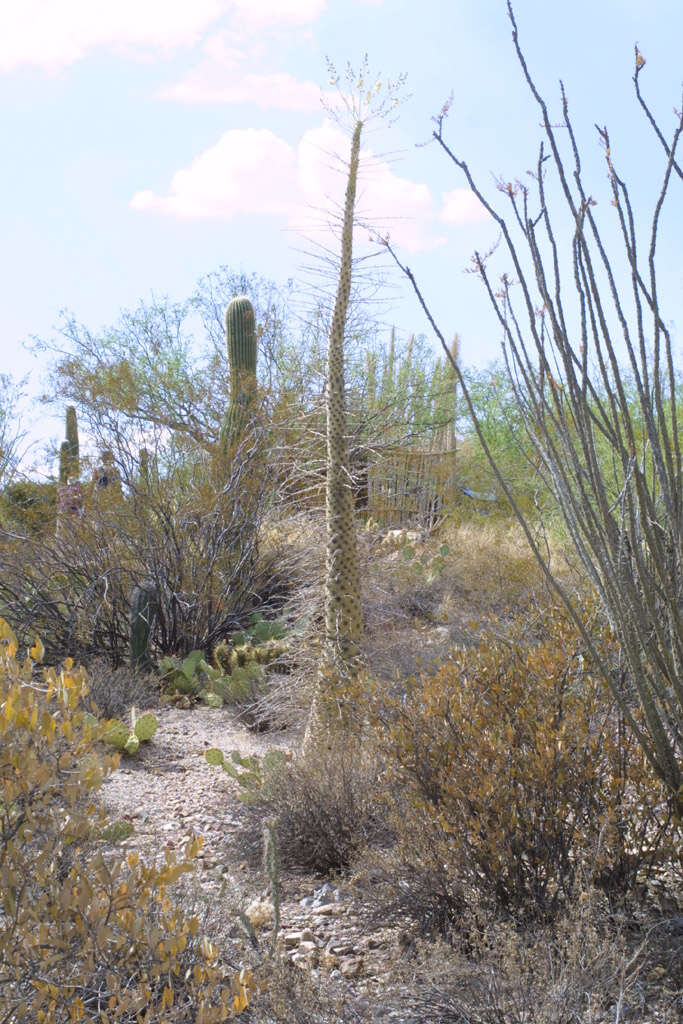 Image of ocotillo