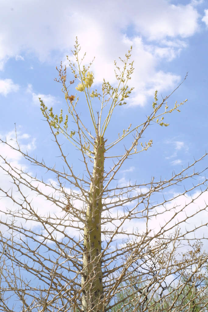 Image of ocotillo