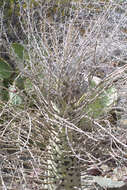 Image of ocotillo