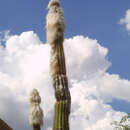 Image of Pilosocereus alensis (F. A. C. Weber ex Rol.-Goss.) Byles & G. D. Rowley