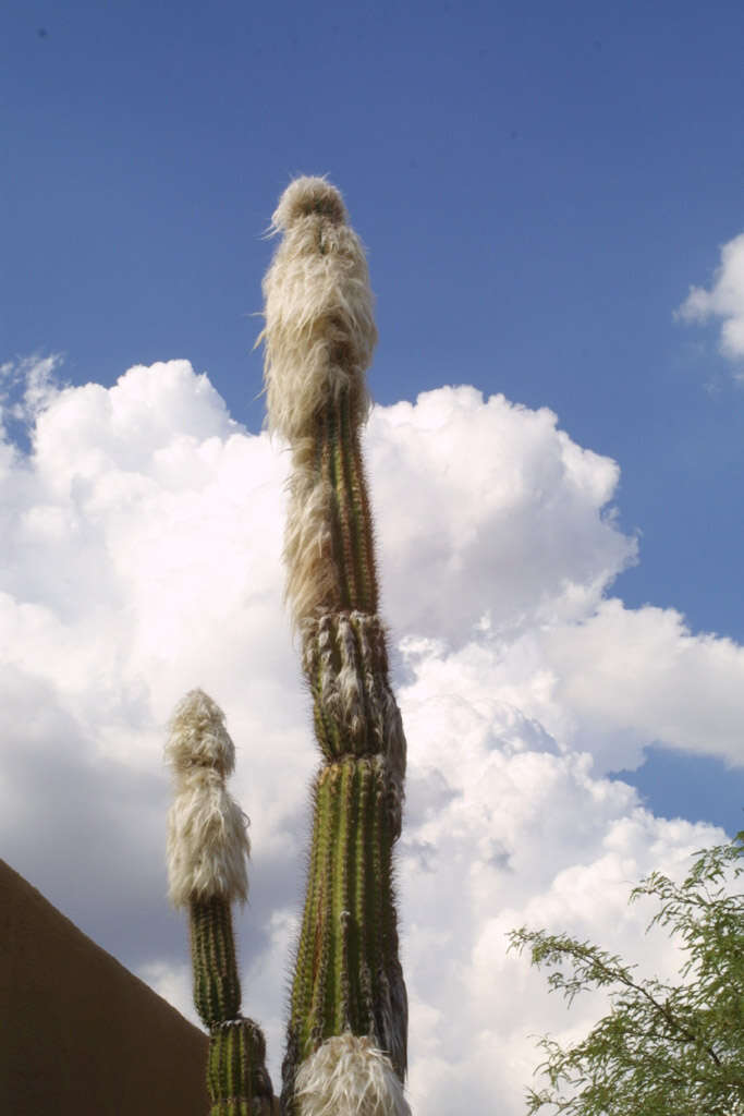 Image of tree cactus