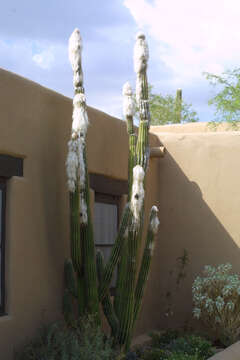 Image of tree cactus