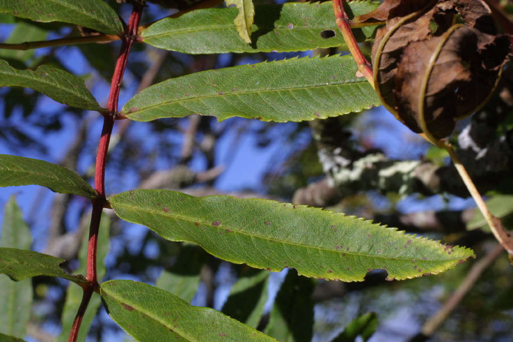 Plancia ëd Sorbus