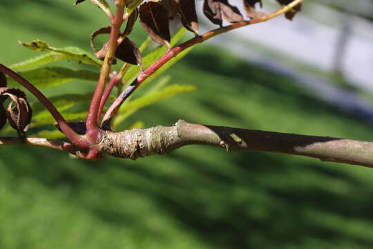 Plancia ëd Sorbus