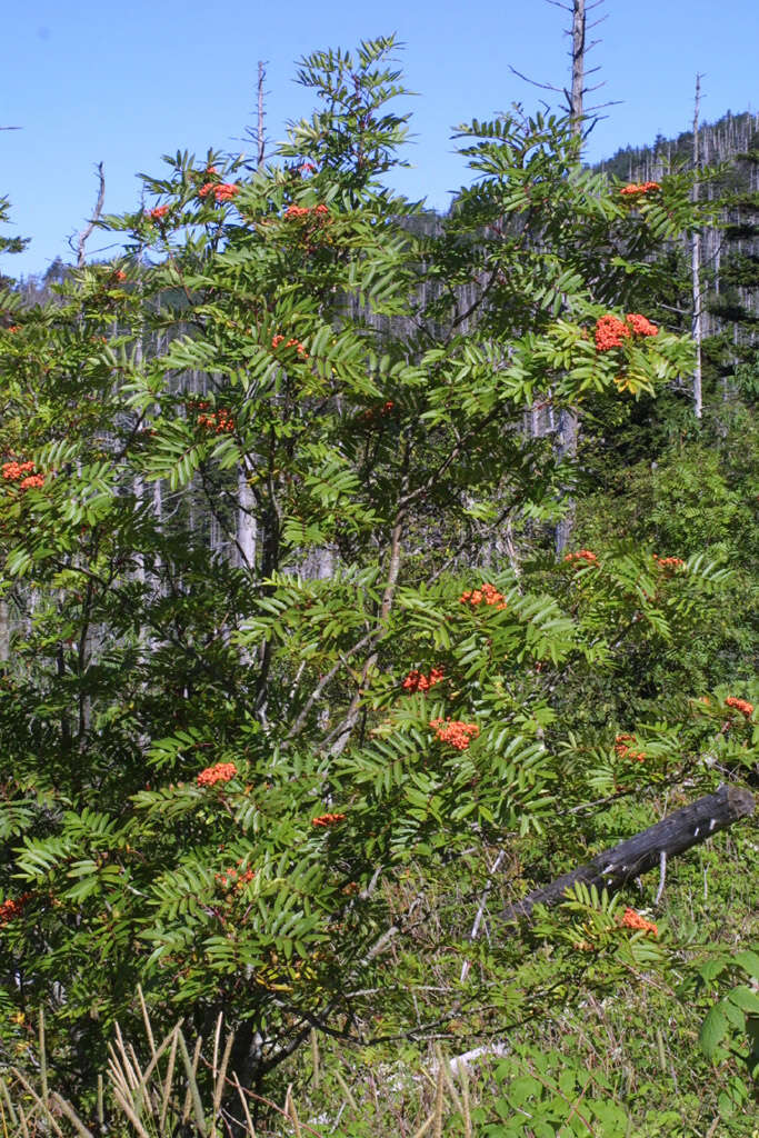 Plancia ëd Sorbus