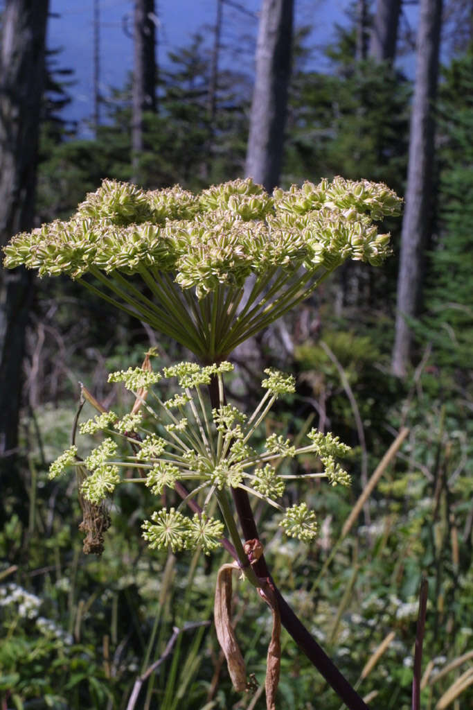 Image of angelica