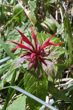 Image of Bee Balm