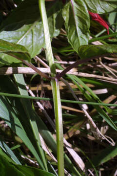 Image of Bee Balm