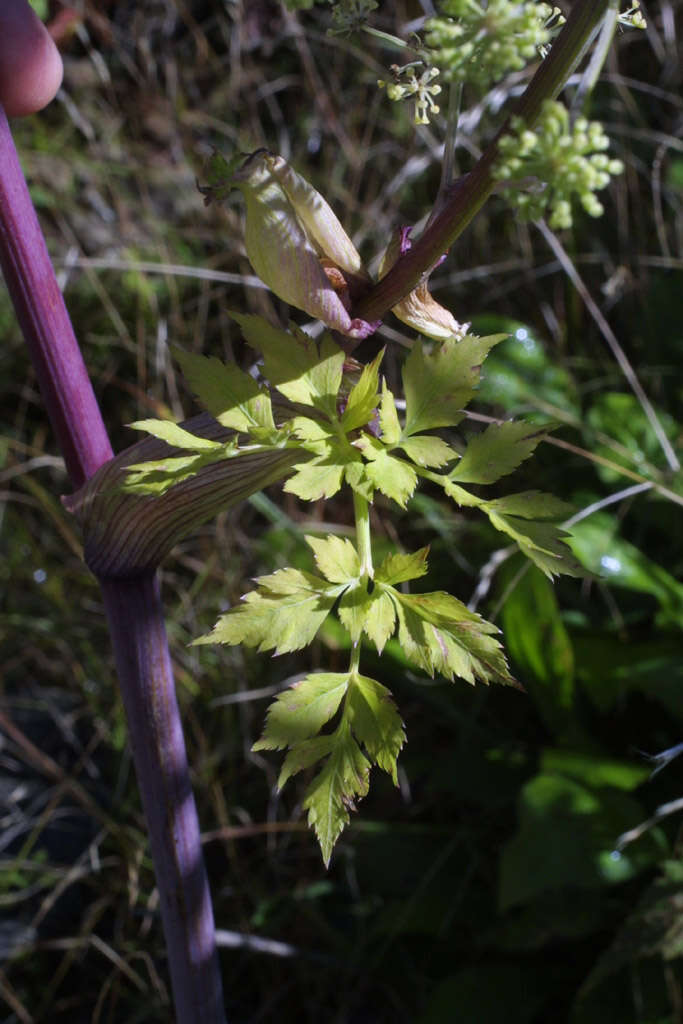 Image of angelica