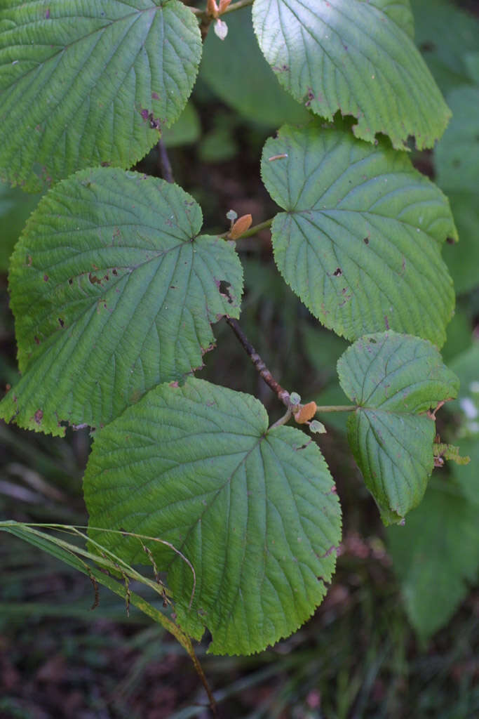 Image of hobblebush