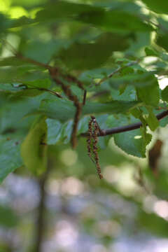 Image of hornbeam