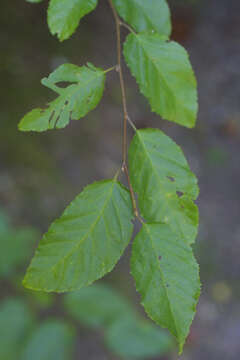 Image of hornbeam