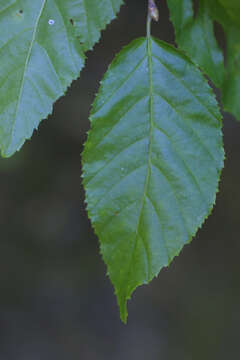 Image of hornbeam