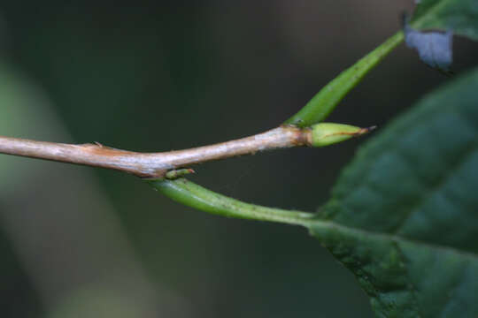 Image de Halesia