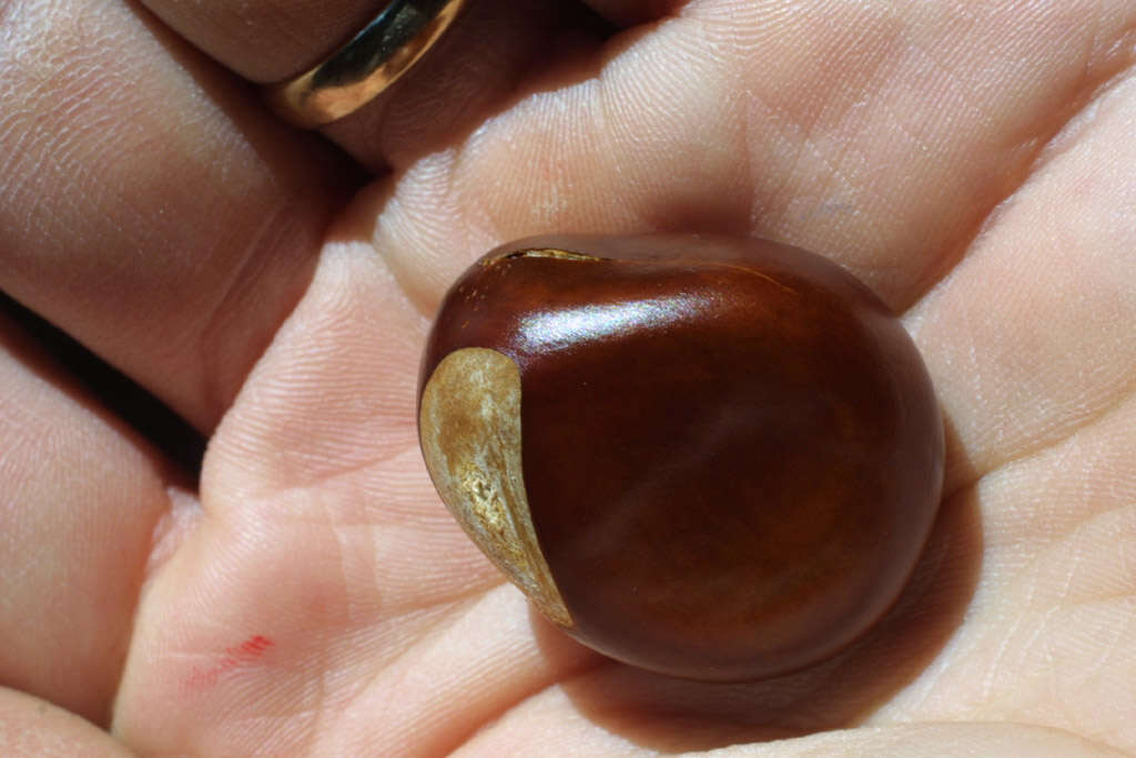 Image of Buckeyes & Horse-chestnuts