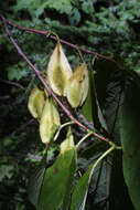 Image de Halesia