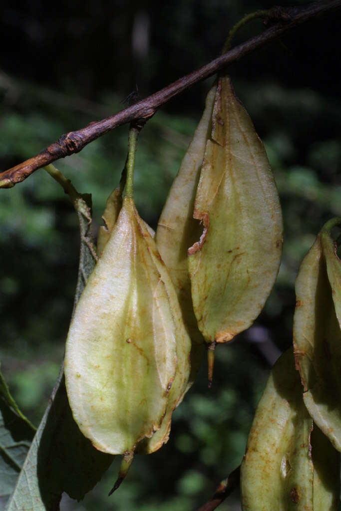 Imagem de Halesia