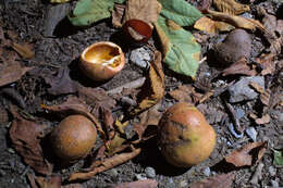 Image of Buckeyes & Horse-chestnuts