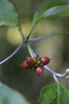 Image of Dogwoods