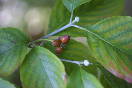 Imagem de Cornus