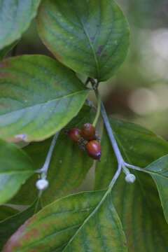 Image of Dogwoods