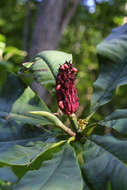 Image of Umbrella Magnolia