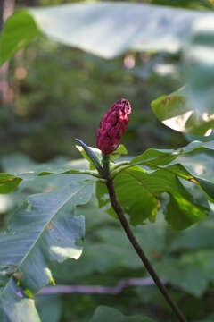 Sivun Magnolia tripetala (L.) L. kuva