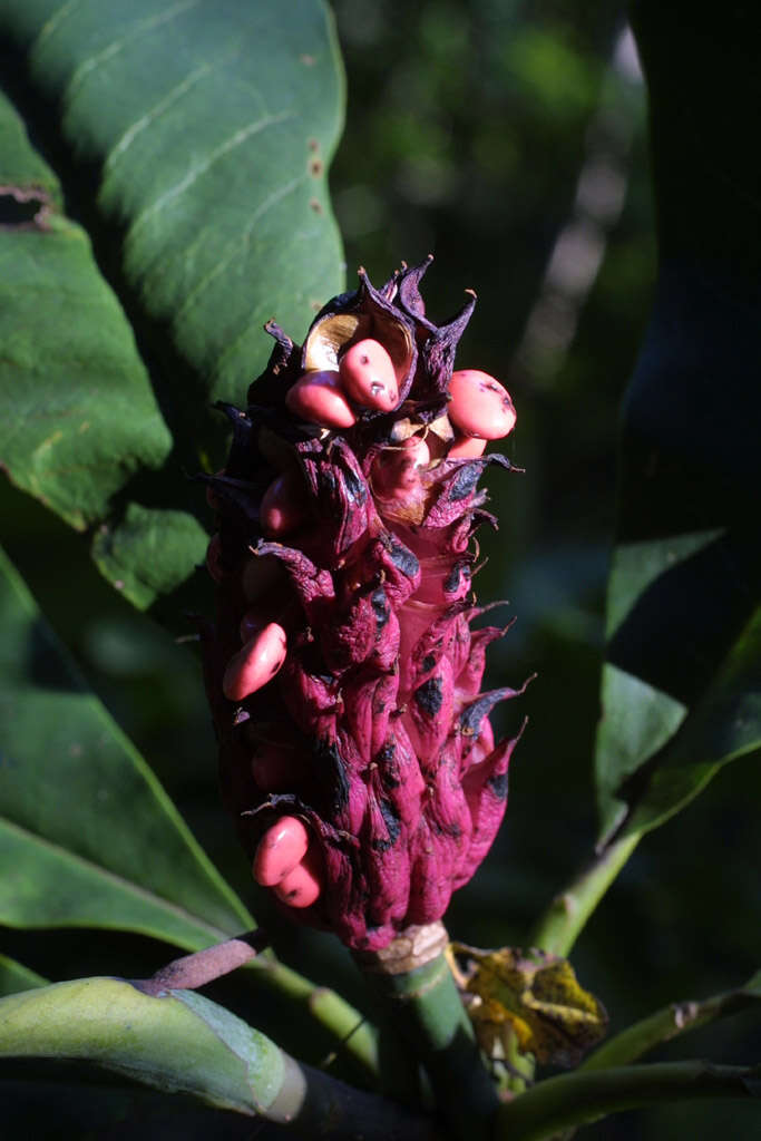 Image of Umbrella Magnolia