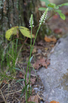 Слика од Spiranthes