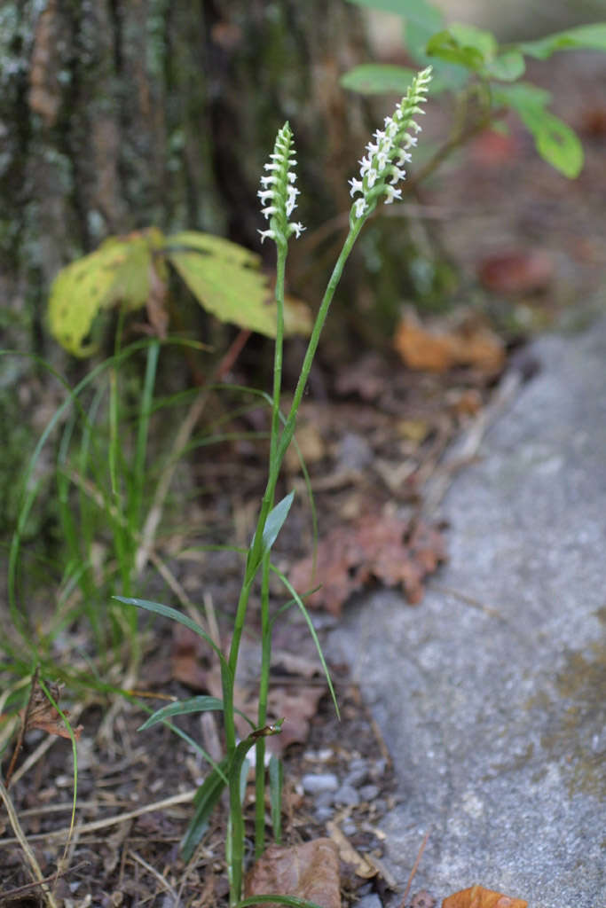 Image of Ladies'-tresses