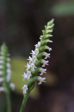 Image of Ladies'-tresses