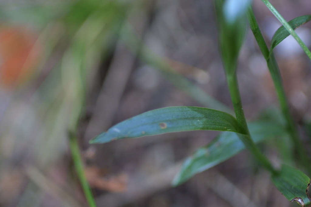 Image of Ladies'-tresses