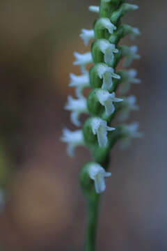 Image of Ladies'-tresses