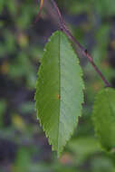 Image of winged elm