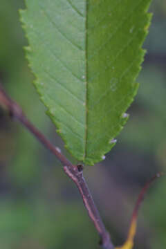 Image of winged elm